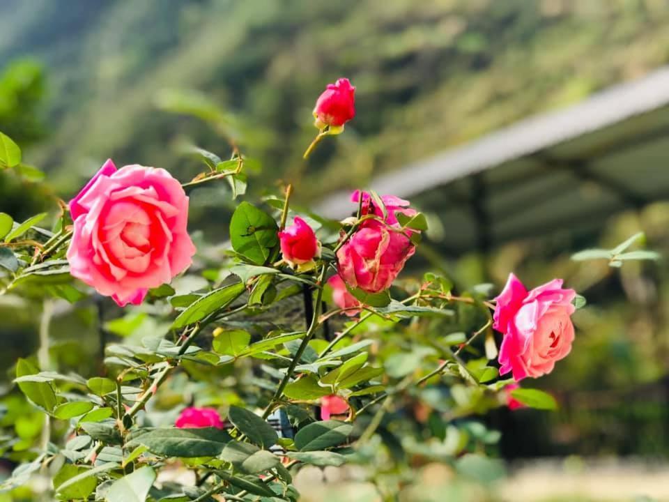 Diem Dung Chan Can Ty Ha Giang Exteriör bild